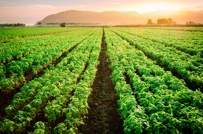 basil sourcing 1050x693 eu