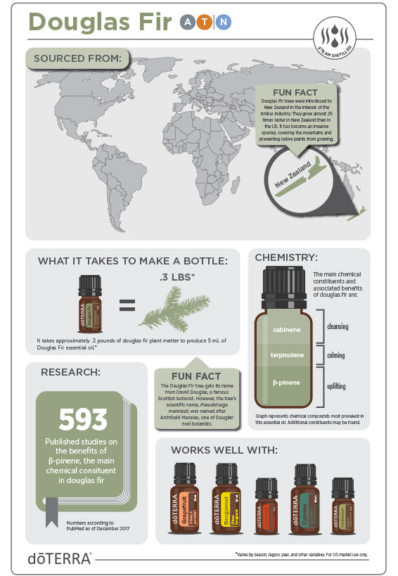 Doterra duglász fenyő douglas fir